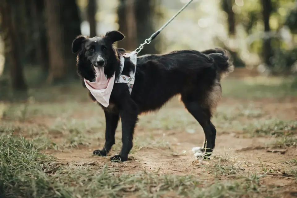 A behavior consultant working with a dog on a leash in a quiet outdoor space