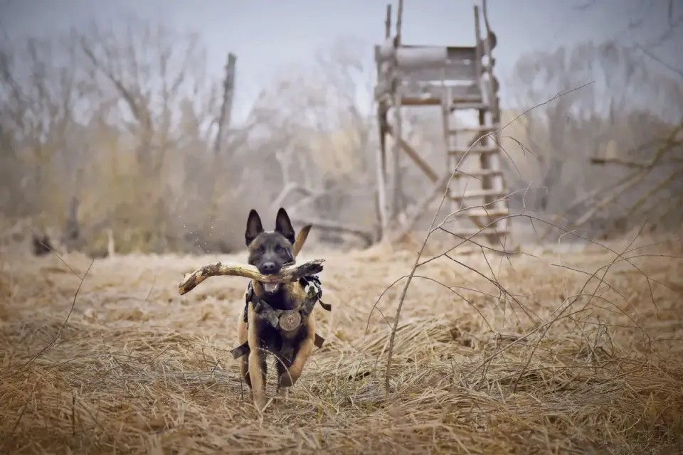 A Belgian Malinois mid-training exercise with a handler outdoors