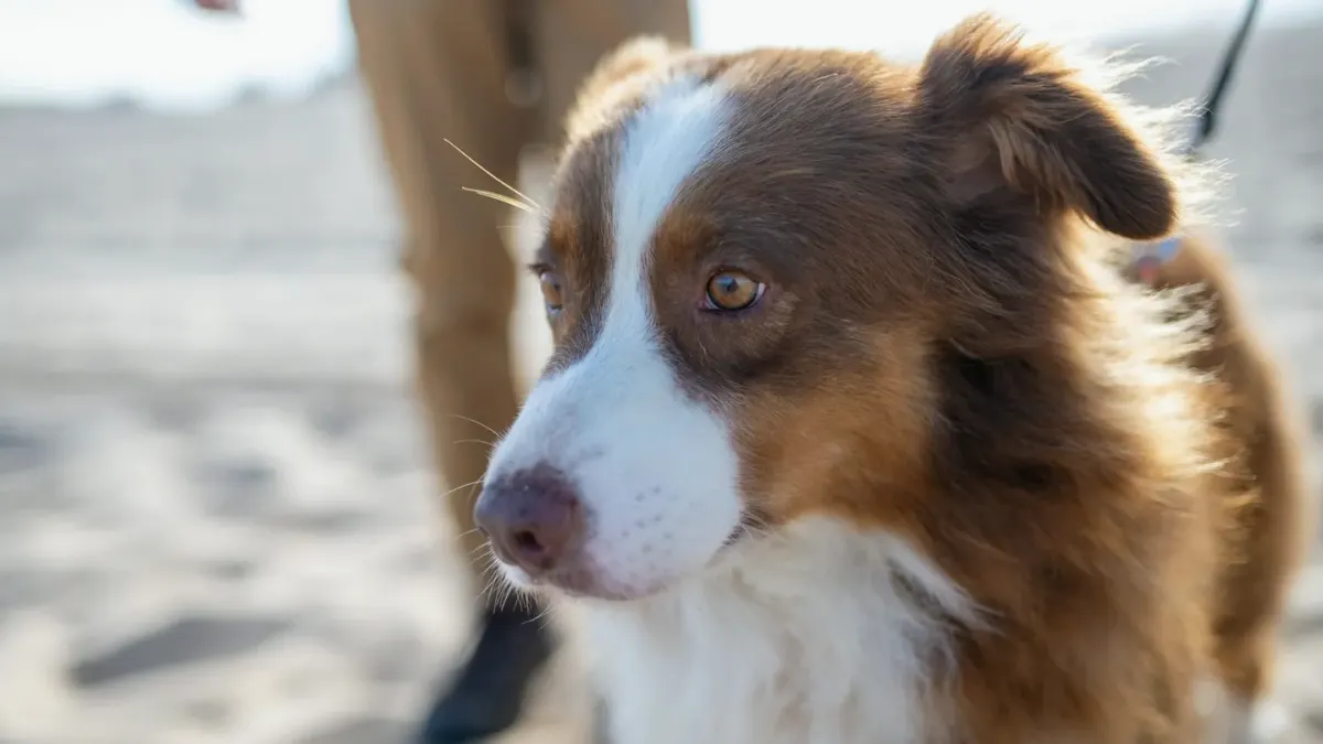 A Border Collie and an Australian Shepherd standing together in a grassy field
