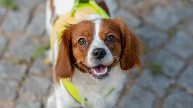 A Cavalier King Charles Spaniel and a Cocker Spaniel sitting side by side on grass