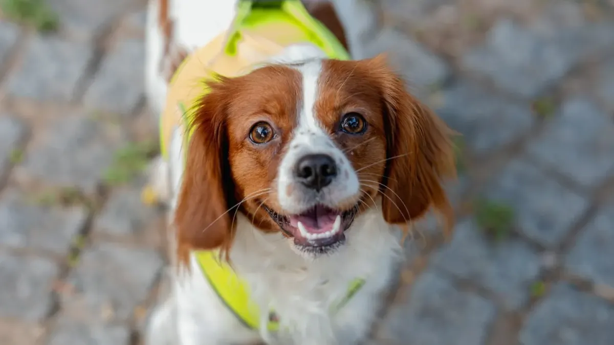 A Cavalier King Charles Spaniel and a Cocker Spaniel sitting side by side on grass