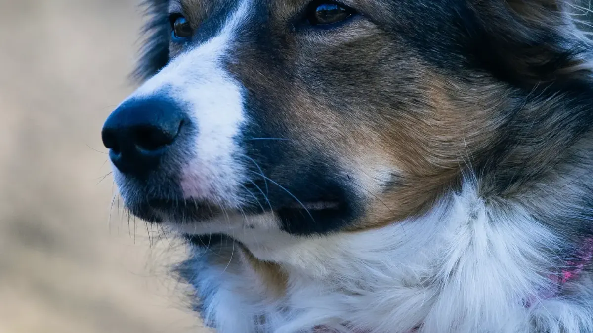 A close portrait of a dog