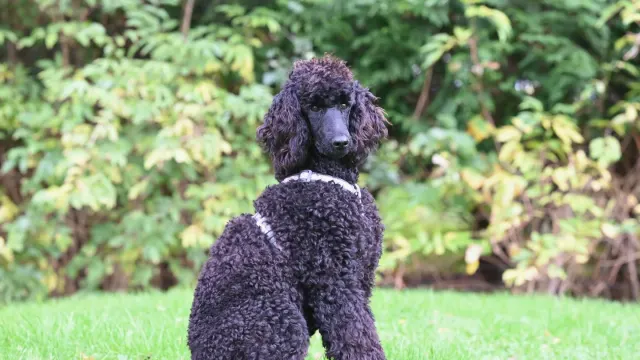 A curly-coated standard poodle sitting beside its owner on a living room rug