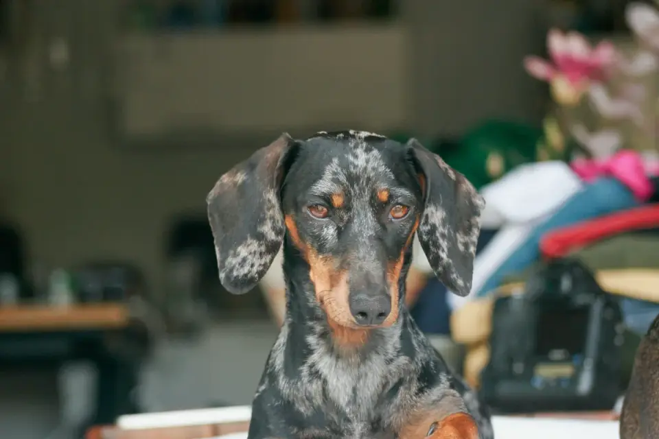 A dachshund walking up a small ramp onto furniture