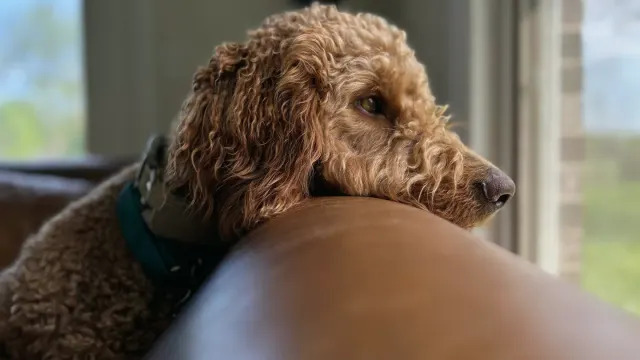 A dog lying calmly on a couch near a sunlit apartment window