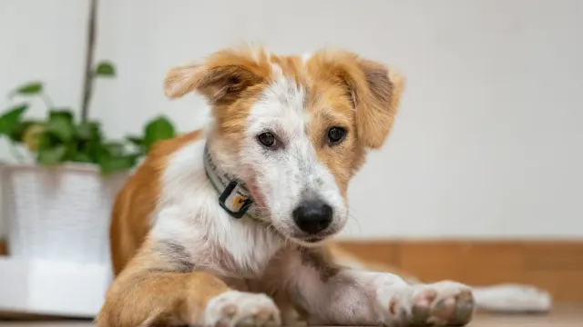A dog lying calmly on a kitchen floor beside a water bowl