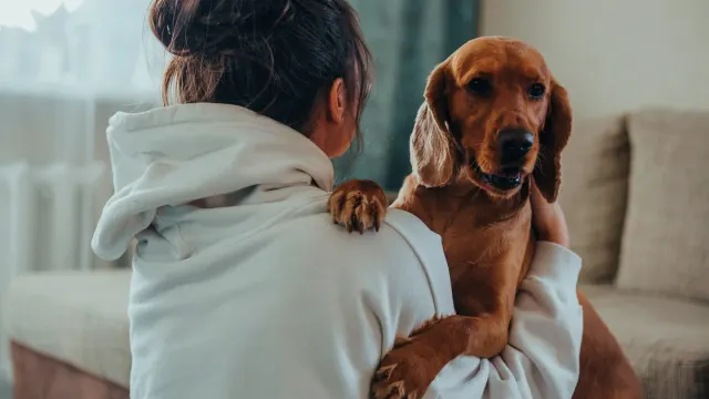 A dog lying close to its owner's feet in a quiet living room