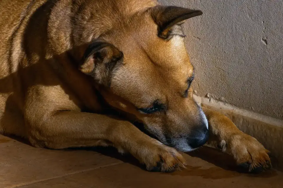 A dog lying low and still under a wooden table in a home
