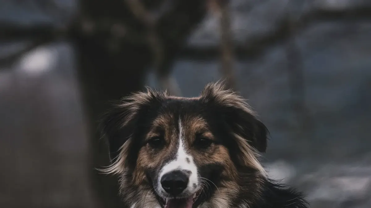 A dog outdoors in a park