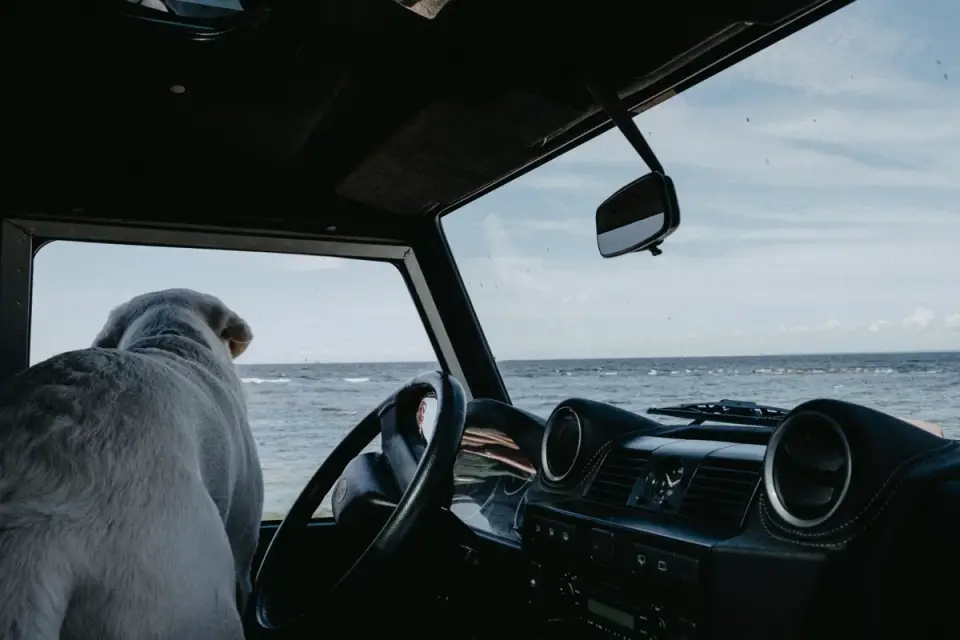 A dog panting and looking tense in the back seat of a moving car