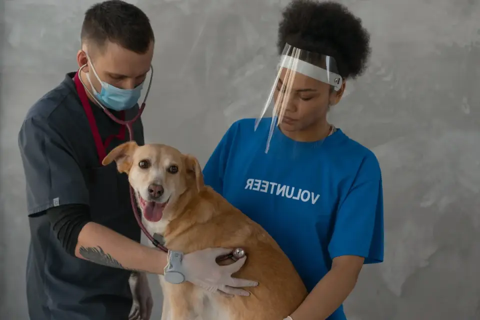 A dog receiving a routine check-up in a veterinary clinic