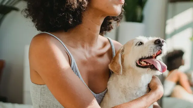 A dog resting calmly against its owner's leg on a couch