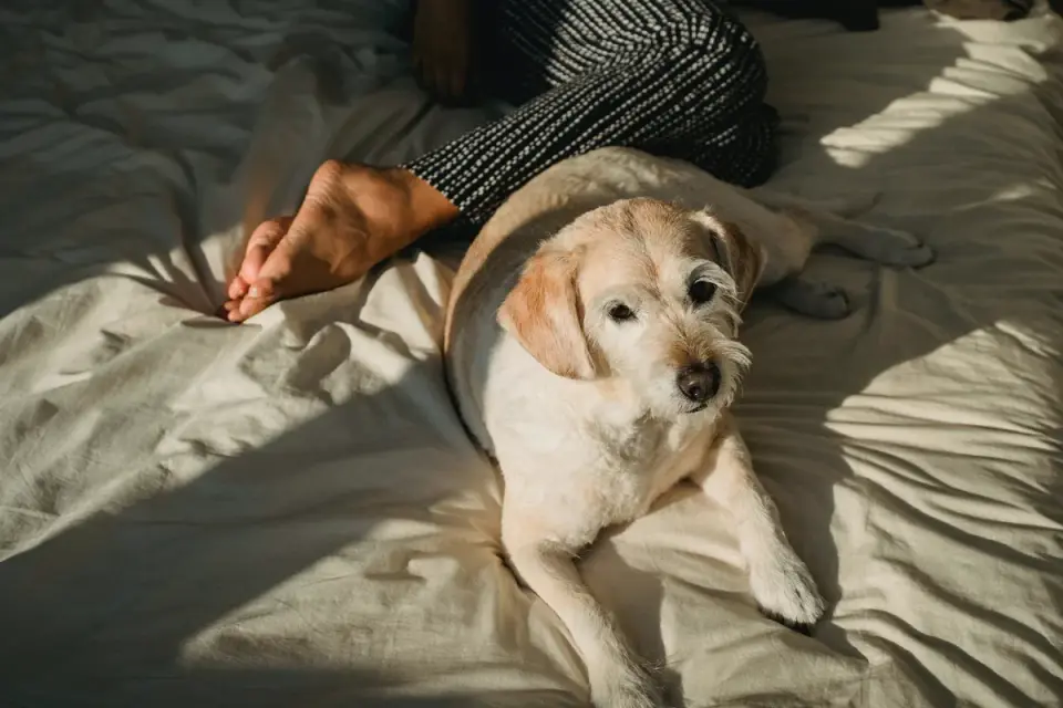 A dog resting calmly on its own bed while its owner works at a desk nearby
