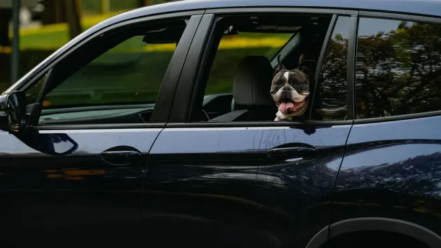 A dog resting its chin on a car door while looking out the window