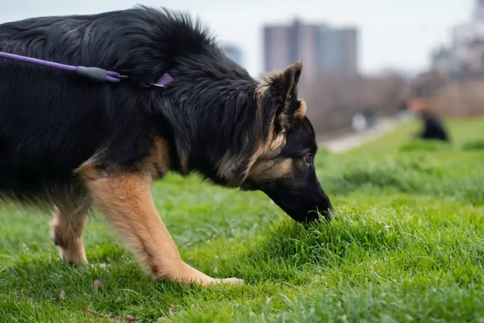 A dog sniffing a watermelon slice set on the grass