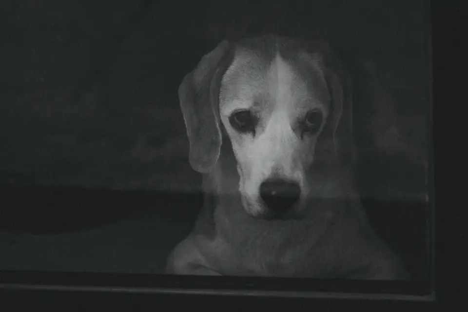 A dog standing anxiously near a window during a thunderstorm
