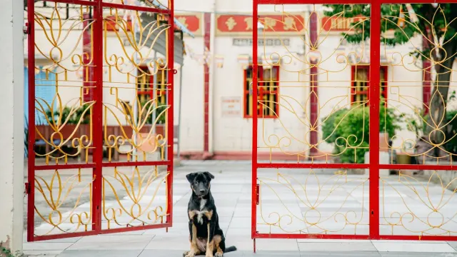 A dog standing near a closed front door, watching an owner walk away