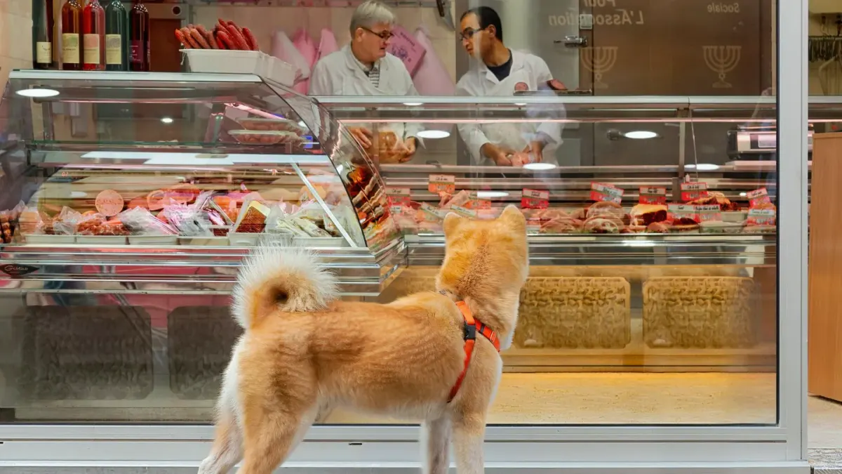 A dog standing near a kitchen counter sniffing at food left within reach