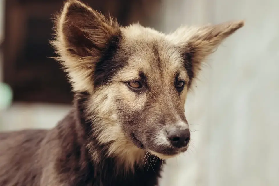 A dog standing rigid with pinned ears and a stiff tail