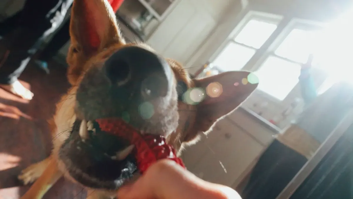 A dog taking a soft chew treat from its owner's hand in a kitchen