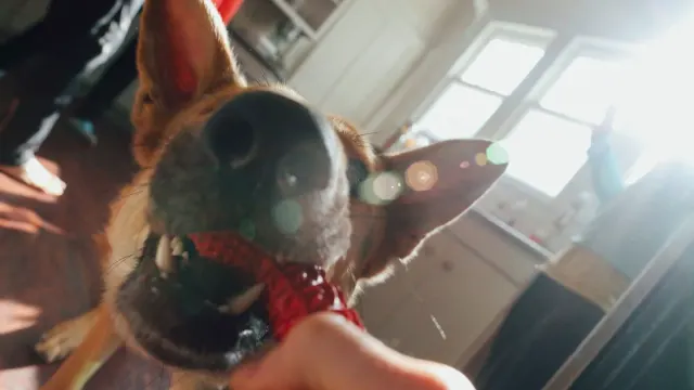 A dog taking a soft chew treat from its owner's hand in a kitchen