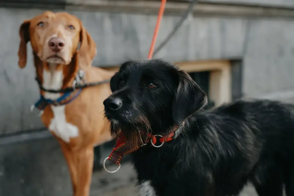 A dog walking calmly on leash while a cyclist passes at a distance