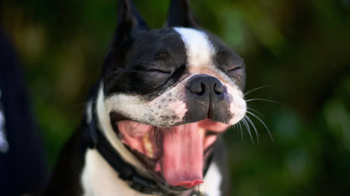 A French Bulldog and a Boston Terrier standing side by side on grass