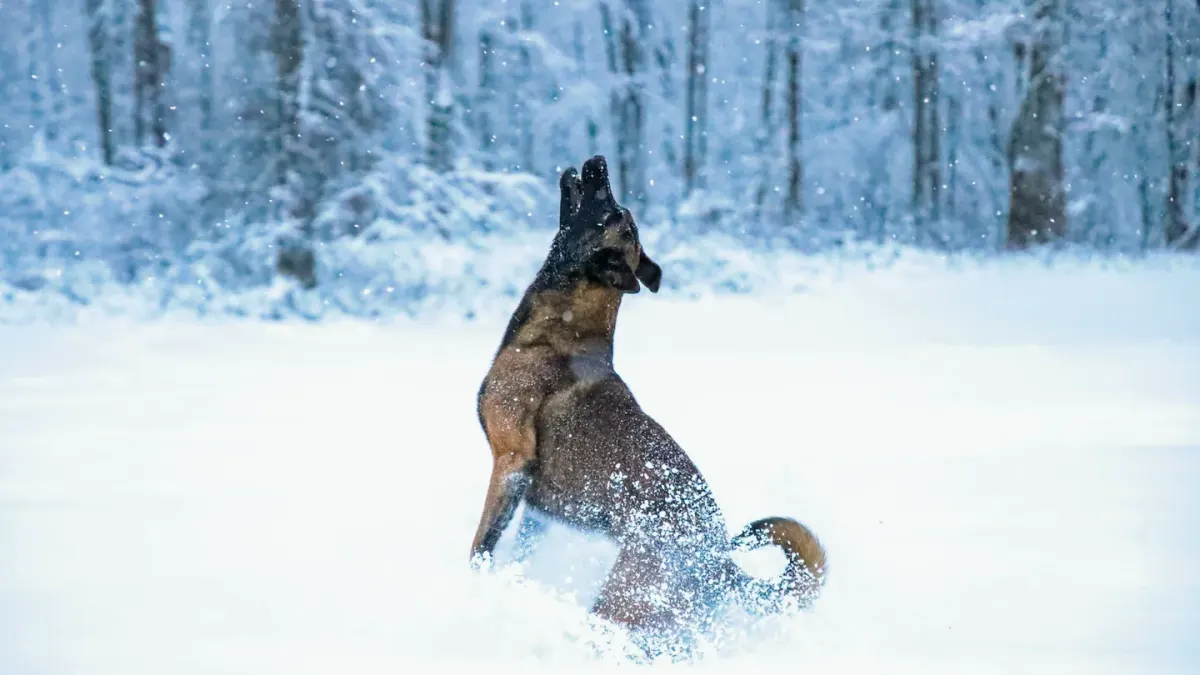 A German Shepherd and a Belgian Malinois standing together in a grassy field