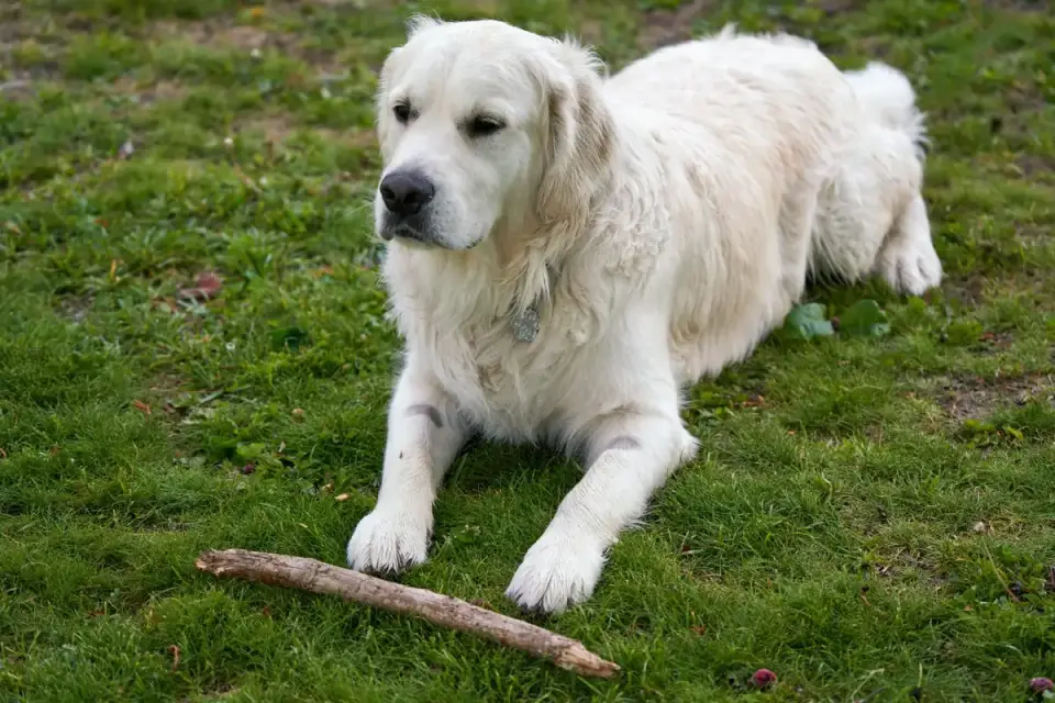 A Golden Retriever being brushed to manage its longer double coat