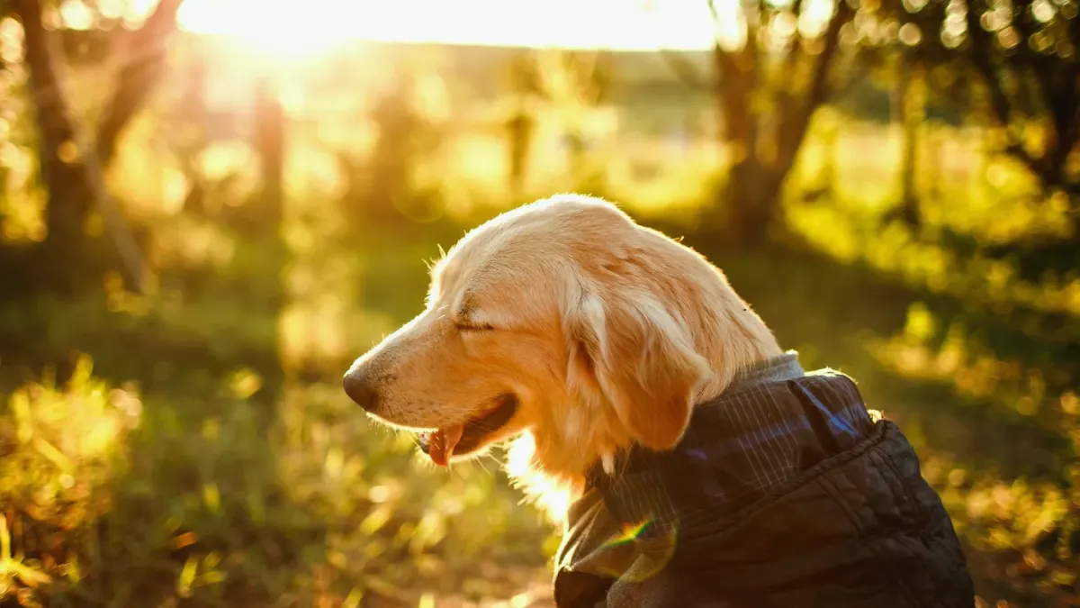 A gray-muzzled golden retriever lying calmly on a porch in soft afternoon light