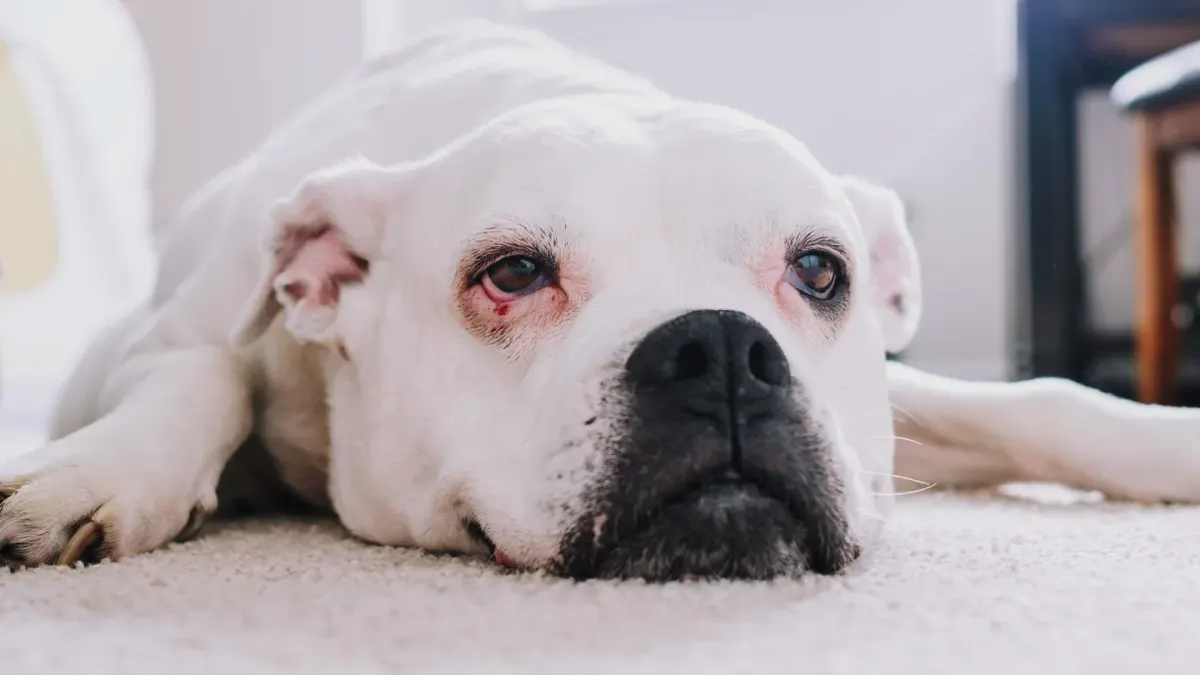 A gray-muzzled senior dog resting on a rug in a quiet, sunlit room