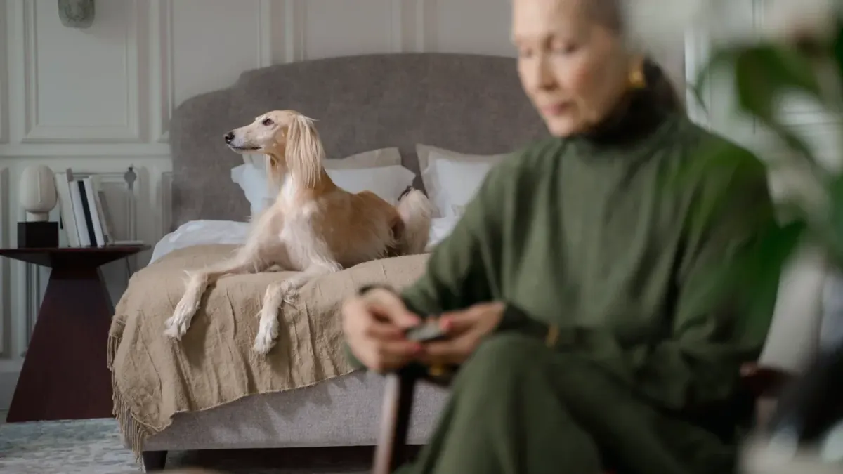 A greyhound resting calmly on a bed in a compact apartment living room