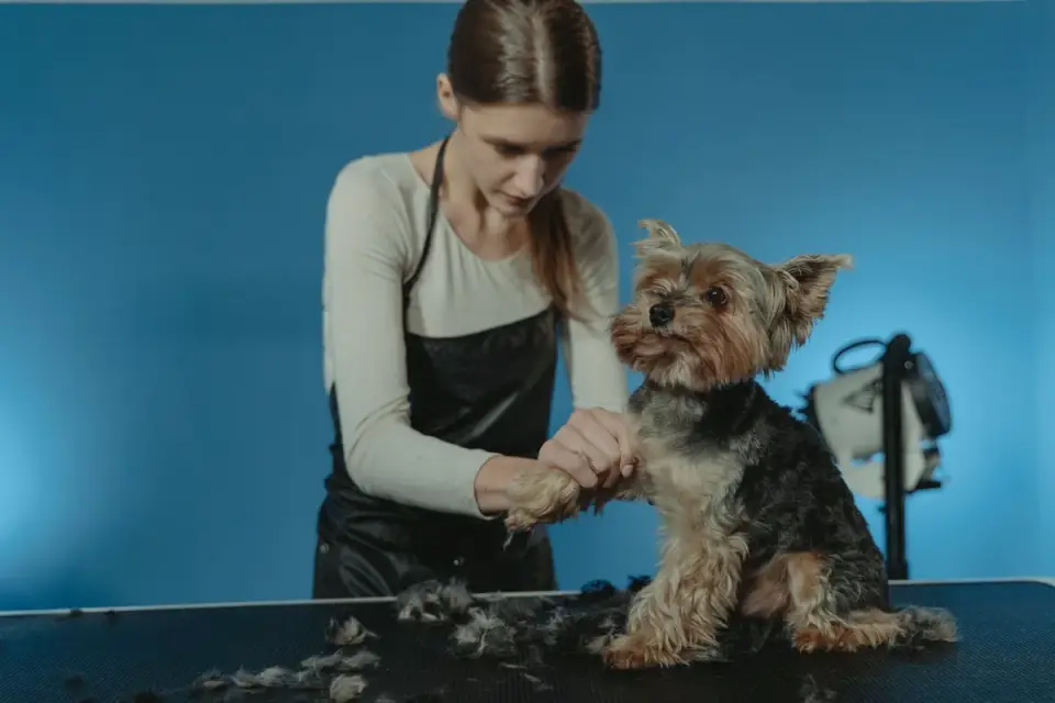A groomer brushing a curly-coated dog&#x27;s coat on a grooming table