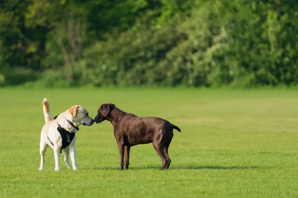 A Labrador retriever puppy sitting attentively during a training session outdoors