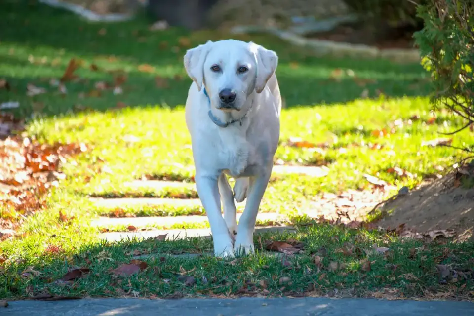 A Labrador retriever walking across a hardwood floor