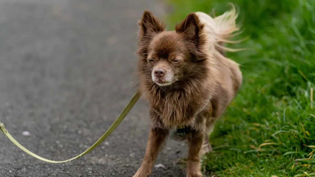 A leashed dog barking and lunging toward another dog passing on a sidewalk