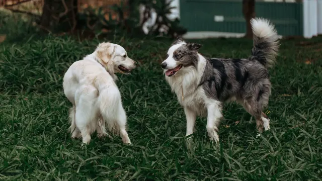 A male and female dog of similar size playing together in a grassy park