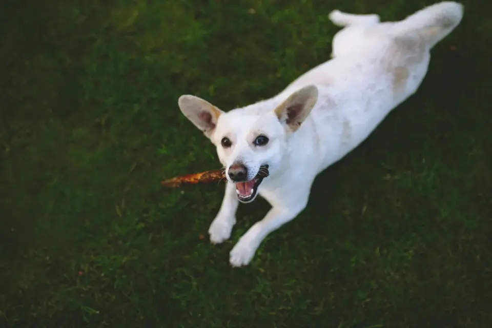 A medium-sized dog lying on a kitchen floor working on a chew, with a small jar of soft chews nearby