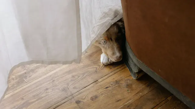 A newly adopted dog curled up on a blanket in a calm room