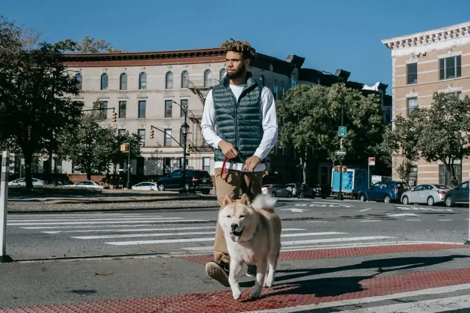 A person walking a dog on a loose leash along a quiet street