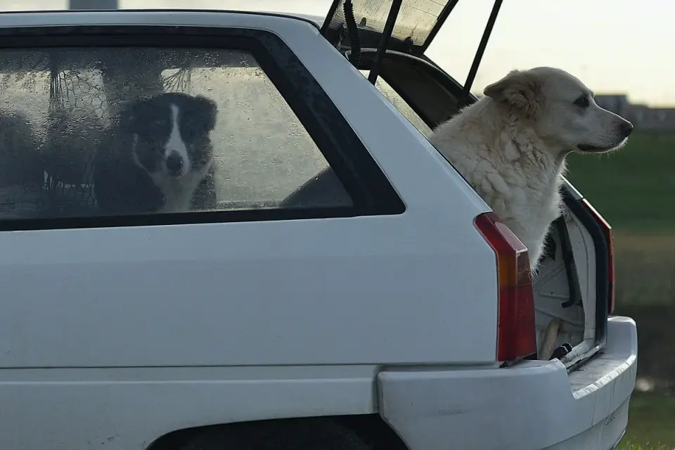 A relaxed dog sitting in a parked car with its door open