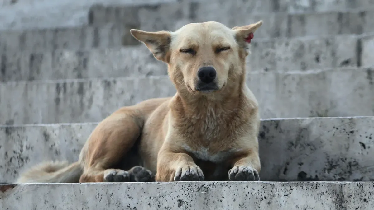 A senior dog lying on an orthopedic bed at the base of a staircase