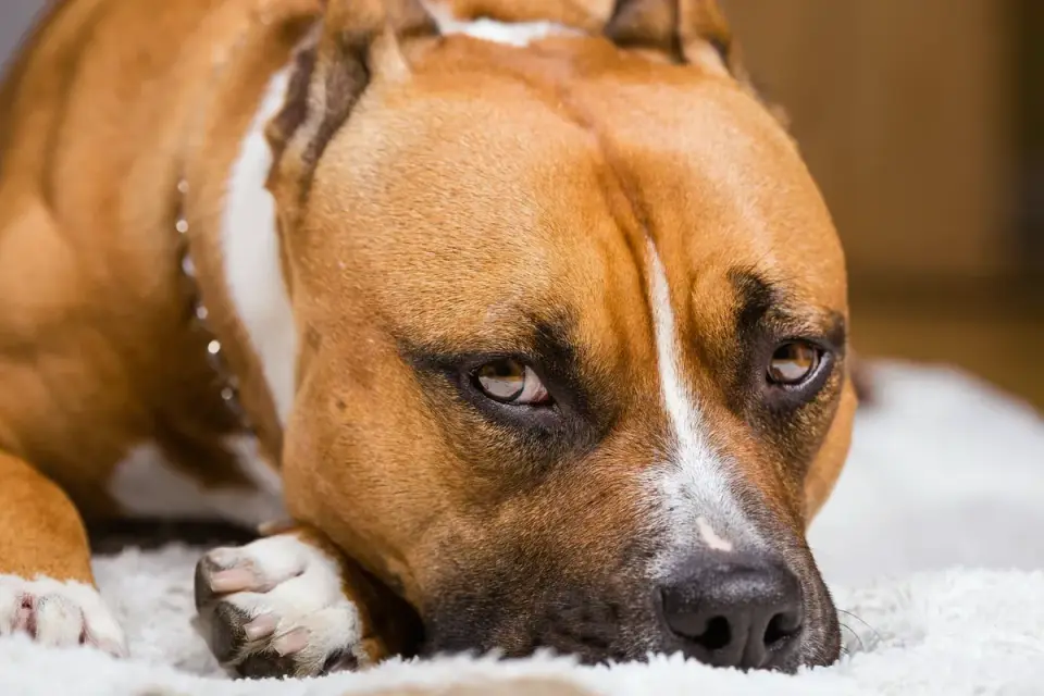A senior dog lying on a rug next to a ceramic water bowl
