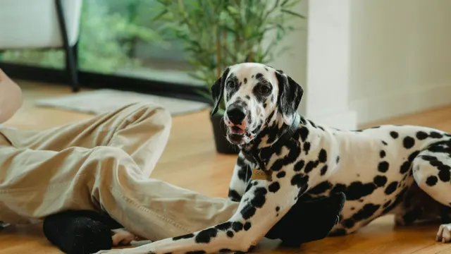 A senior dog pausing mid-rise, weight shifted off its hind legs on a hardwood floor