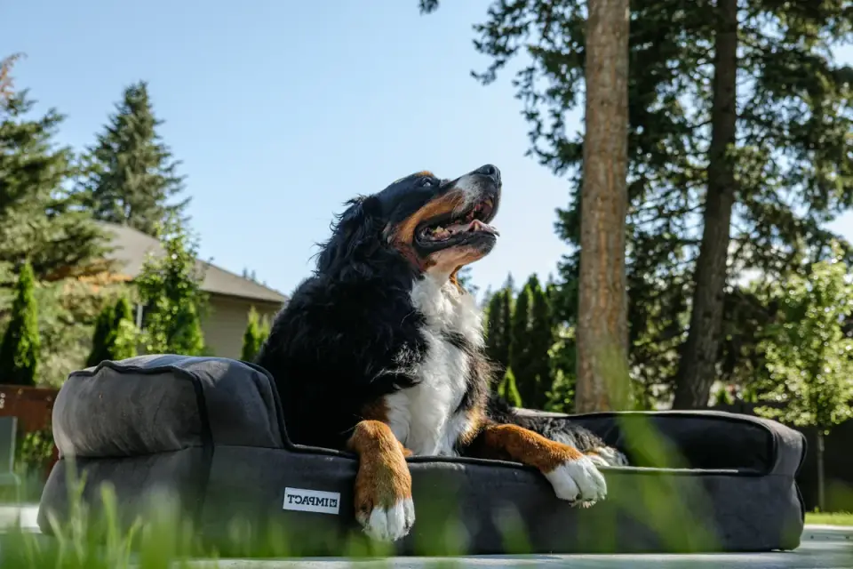 A senior dog resting on an orthopedic bed after a walk