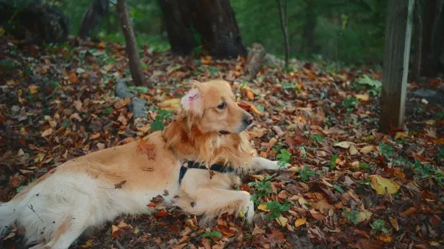 A senior golden retriever lying near the bottom of a staircase