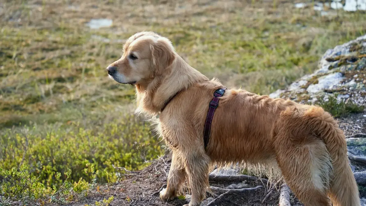 A senior golden retriever standing on a wood floor, weight shifted slightly off one hind leg