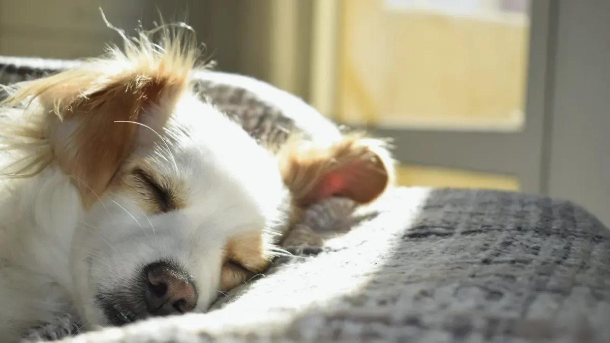 A small dog curled up asleep on a bed in a dim room