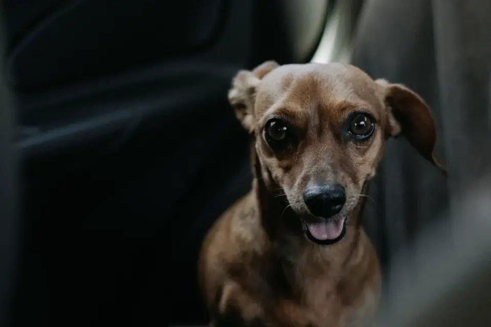 A small dog drooling and panting while riding in a car back seat