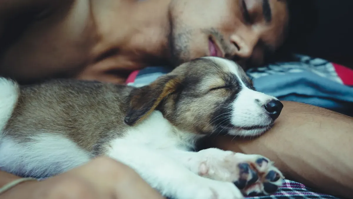 A small dog lying calmly on a bed while an owner's hand rests nearby